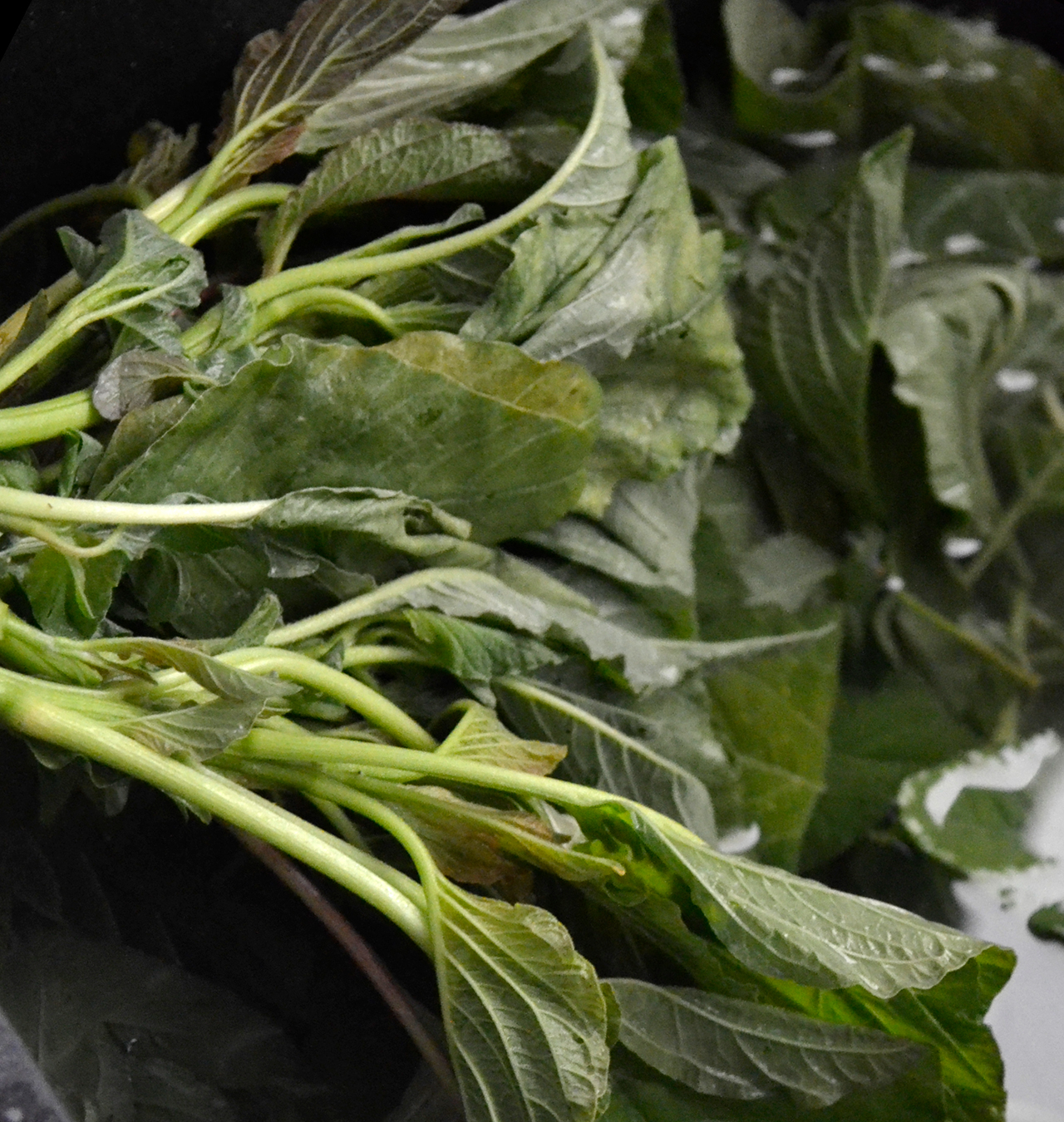 horta_greceasca